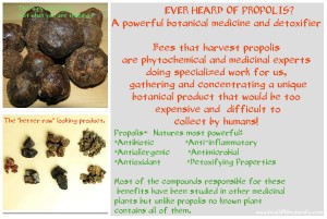 Benefits of Propolis benefits-of-propolis-image