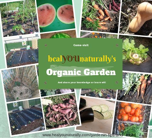 How To Grow An Organic Garden With Limited Space
