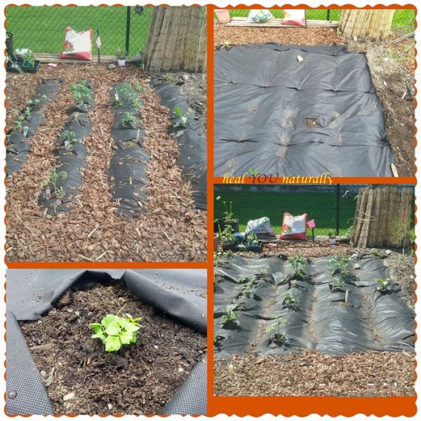 organic-garden-2015-weekone-compressor