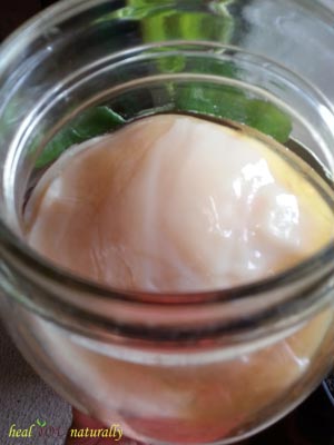 vintage-kombucha-scoby