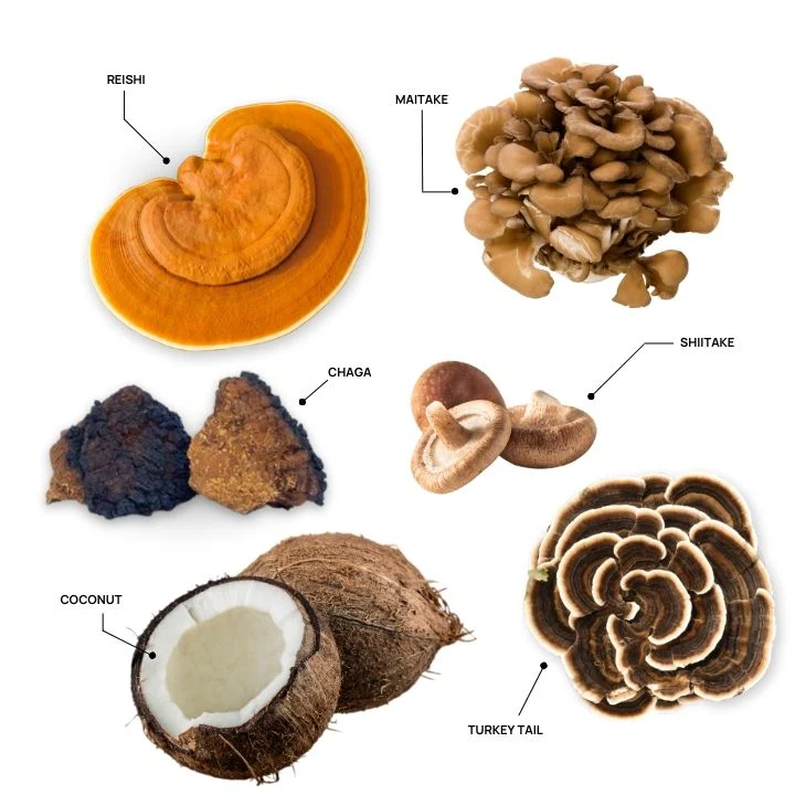 Mushrooms Coconut Concept1 1